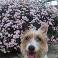 リノの今までそしてこれから