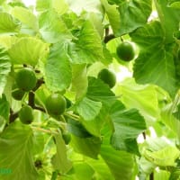 「相模原麻溝公園」の「ハンカチノキ」が実をつけ始めた！！