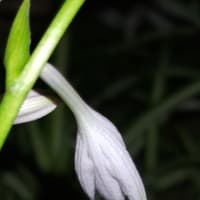 今朝咲い擬宝珠のつづき