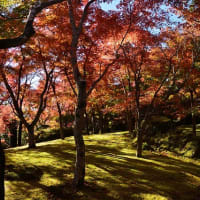 11月22日箱根美術館へ紅葉を見に