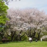 桜の絵とチューリップの写真