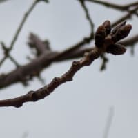 桜三月亀城公園