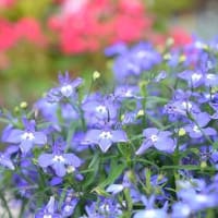 花が綺麗に咲いて来ました