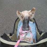 ヴィキの後ろ足がぷるぷるしてる