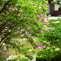 皐月と新緑の日本庭園。