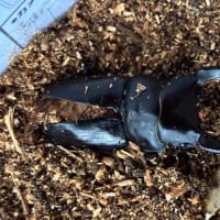 オオクワガタ頂きました