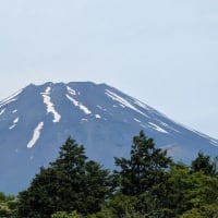 お散歩で自然観察と留守番カメラ映像
