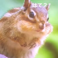 もうすぐ梅雨なのかな？