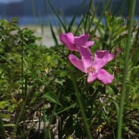 砂浜に咲く花