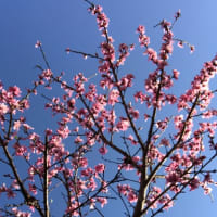 くーちゃん2号。