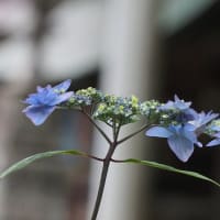 ほかの紫陽花の花
