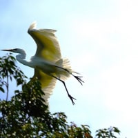 サギ　２