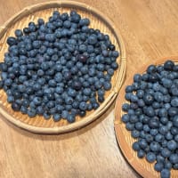 ブルーベリー狩り