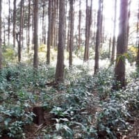 武衛原館と藤丸館 遠江　改変を受けながらも土塁と堀切が残された貴重な城館遺構