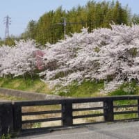 国道176号線の有馬川の桜