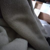 たべたもの