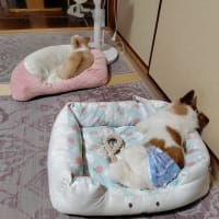 パンがいっぱい