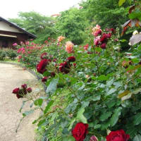 大塚国際美術館を堪能する