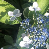 5月、6月のお花 2021　湧き上がるエネルギー