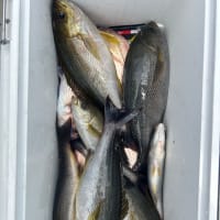 午前便2号船イサキ釣り　午後便1号船、2号船イサキ釣り