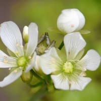 鉢植えの食虫植物（２）ハエトリソウ