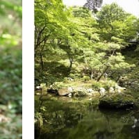 玉川上水散策