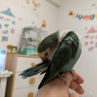 鳥さんの愛情表現💚