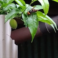 ハチ
