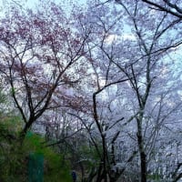 桜の光城山へ登りました