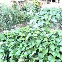 7月15日(火)③