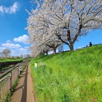越戸川の桜並木🌸