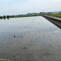 田植え