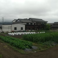 2023年4月15日ミカン、空豆、玉葱、ほうれん草、レタス