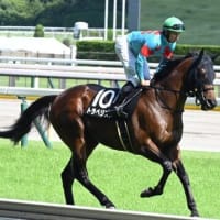 トラベジスト　相模湖特別　芝１４００　優勝！！