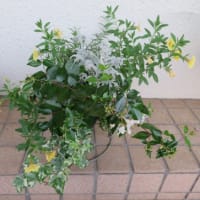 6／25、26 寄せ植え鉢-G、B、L、W、C、ローズマリーの花