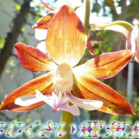 エビネ開花しました
