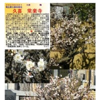 花巡り「梅－368」　久喜　常楽寺