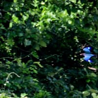 広島県世羅町紀行／コウノトリ　ブッポウソウ　ヒョウモンモドキ　ハッチョウトンボなど