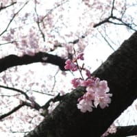 2015.3.22 春のお散歩・新宿御苑