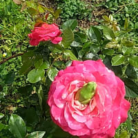 花のベッド