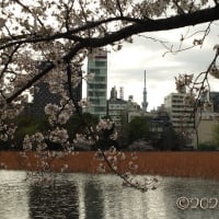 桜が散り始めた休日...