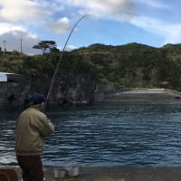 じい釣りしてました🎣 〜八丈島藍ケ江港〜