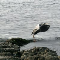 青サギ 2