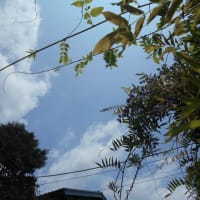 関東の梅雨明けは秒読み？ （￣。￣）台風3号に…　ちいかわのむちゃうまシュークリーム買ってみた♪
