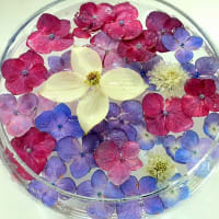 7月の花手水鉢と庭の花