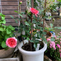 薔薇が咲き始めました