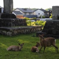 奈良の鹿たち