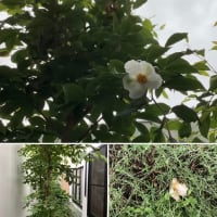「沙羅双樹」