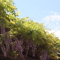 遊歩道のフジ…やっと！…風に揺れる花房に感動！