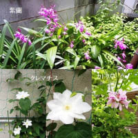 花たち